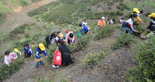 黨馬逸夫小學(xué)組織學(xué)生學(xué)習(xí)采茶技巧