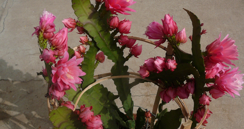 一株令箭荷花開出一百零八朵花