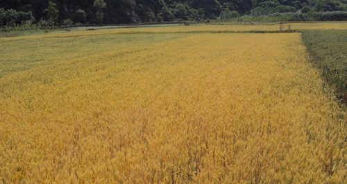 十里坪鎮(zhèn)小麥豐收在望