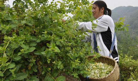 鎮(zhèn)安米糧農(nóng)民喜摘“致富花”