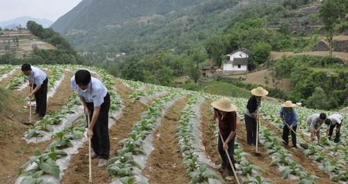 鎮(zhèn)安政法干警開(kāi)展進(jìn)農(nóng)戶，幫致富活動(dòng)