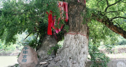 丹鳳一千年古柳被開發(fā)