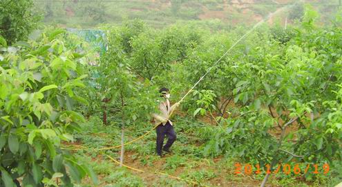 山陽(yáng)巡回開展經(jīng)濟(jì)林病蟲害防治工作