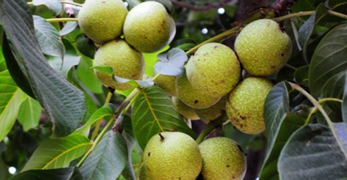 核桃大鎮(zhèn)景村鎮(zhèn) 果實(shí)累累豐收景