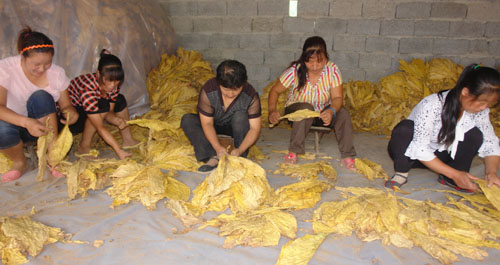 鎮(zhèn)安縣三點五萬畝烤煙喜獲豐收