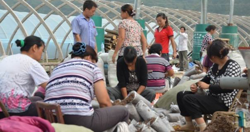 商南縣青山鎮(zhèn)上河村設(shè)施大棚白靈菇建設(shè)有序進(jìn)行