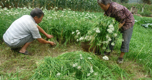 鎮(zhèn)安縣永樂鎮(zhèn)栗園村菜農(nóng)收割韭菜忙