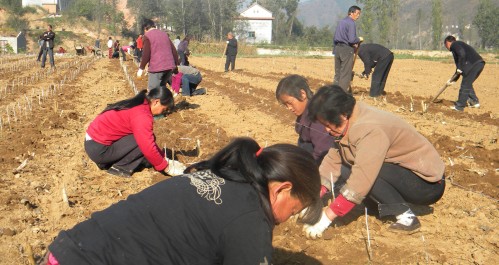 高耀鎮(zhèn)嚴(yán)把“五關(guān)”，全力推進(jìn)蠶桑產(chǎn)業(yè)發(fā)展