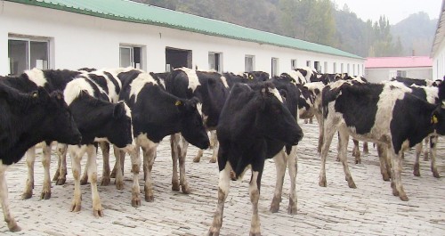 清油河鎮(zhèn)迎來(lái)了35頭高產(chǎn)荷斯坦奶牛