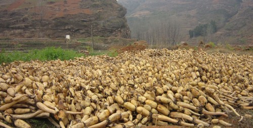 山陽蓮藕豐收正當時