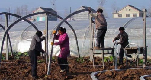 古城鎮(zhèn)積極發(fā)展設(shè)施大棚蔬菜