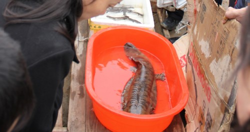 丹鳳項(xiàng)身價(jià)50余萬的大鯢吸引了眾多人目光