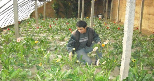 瓦房口、下梁、杏坪鎮(zhèn)等地種植反季節(jié)花卉