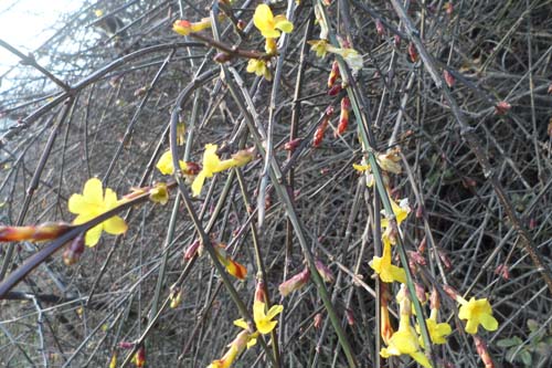 丹鳳縣雞冠山迎春花寒冬綻放