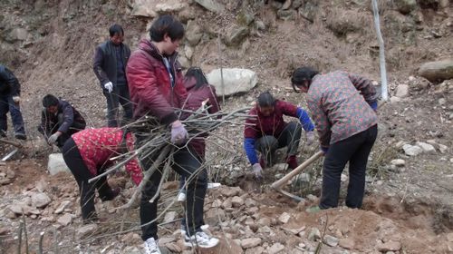 寺坡鎮(zhèn)積極開展植樹造林