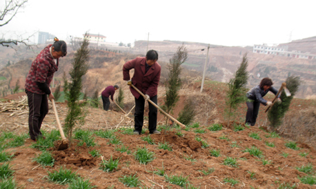 東坡嶺上植樹(shù)忙