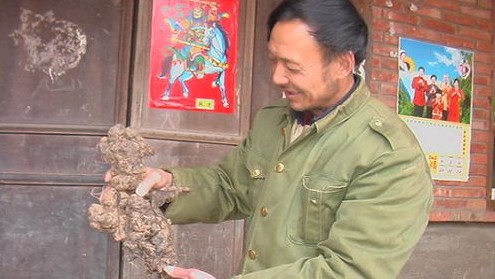 石坡一村民挖出一個罕見的“豬苓娃娃”