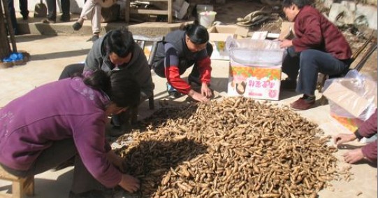 天麻種植能手閔向陽將收獲的天麻進(jìn)行分類