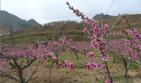 丹鳳縣桃花谷水保示范園內(nèi)桃花競(jìng)相綻放