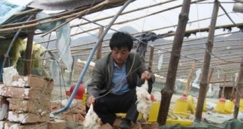 丹鳳縣商鎮(zhèn)商山村一養(yǎng)雞戶大棚被狂風(fēng)損壞