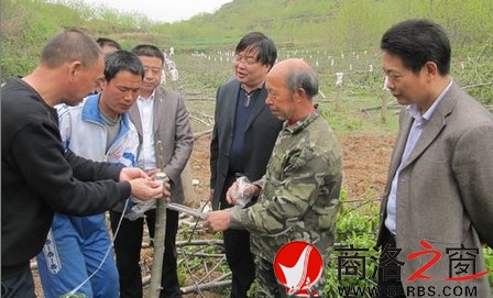 商鎮(zhèn)邀請(qǐng)縣林業(yè)技術(shù)人員對(duì)核桃樹(shù)進(jìn)行低產(chǎn)改造