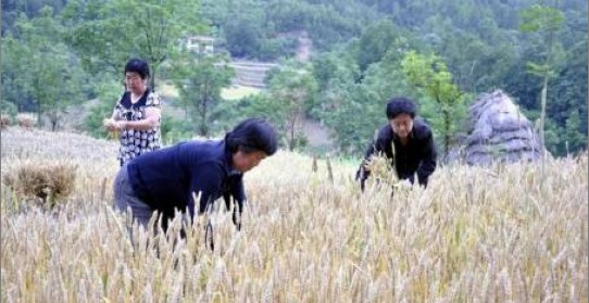 米糧鎮(zhèn)農(nóng)民喜收豐收小麥