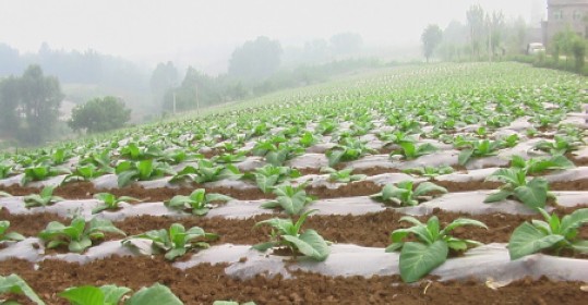 柏峪寺鎮(zhèn)烤煙長勢喜人
