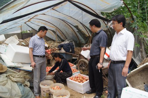 永樂鎮(zhèn)典史村大力發(fā)展大棚蔬菜
