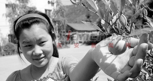 丹鳳橘樹結的果子像蘋果 專家：可能是花粉變異