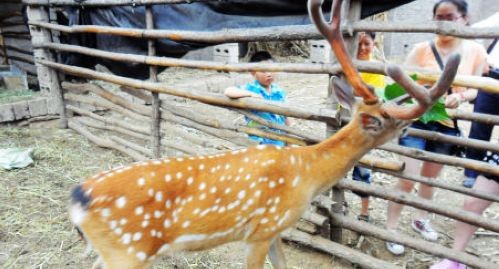 洛南縣云仙山農(nóng)家樂念活特色養(yǎng)殖銷售經(jīng)