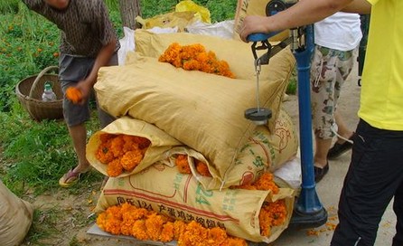 洛南縣謝灣萬壽菊喜獲豐收