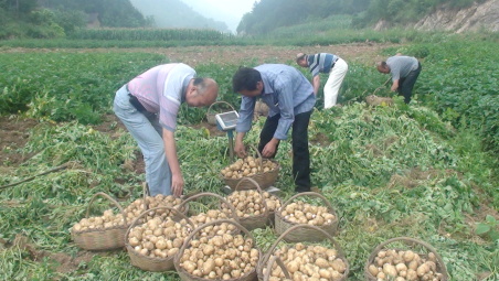 商南縣高山馬鈴薯喜獲豐收