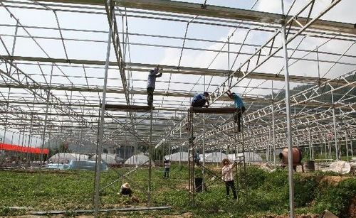 鎮(zhèn)安強力推進鎮(zhèn)云生態(tài)循環(huán)高效現(xiàn)代農業(yè)產業(yè)園建設