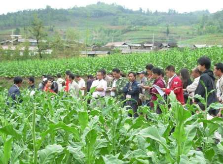 柞水縣柴莊鎮(zhèn)舉行烤煙封頂打杈現(xiàn)場培訓會