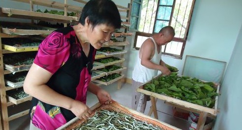 洛南縣景村鎮(zhèn)帶動蠶桑業(yè)規(guī)?；l(fā)展