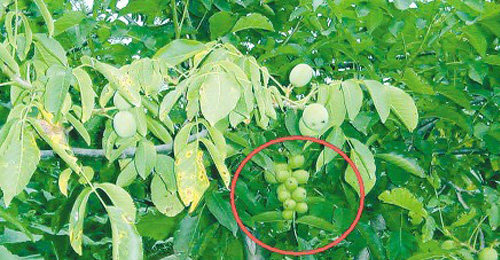 看著像葡萄其實(shí)是核桃