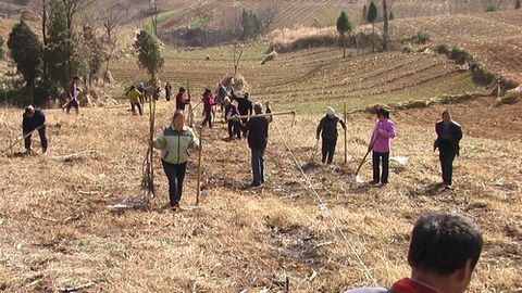 洛南楊嶺坡上建園忙