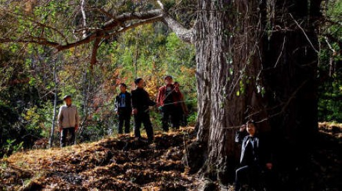 鎮(zhèn)安有對千年銀杏樹