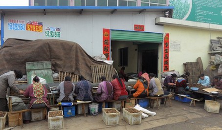 景村雇請(qǐng)留守婦女加工核桃仁