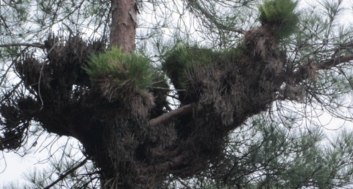 山陽：怪松渾身結疙瘩