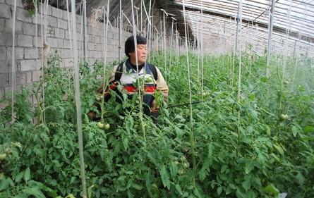 山陽(yáng)大力發(fā)展設(shè)施蔬菜產(chǎn)業(yè)