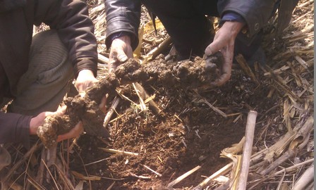 柞水楊四廟村豬苓豐收
