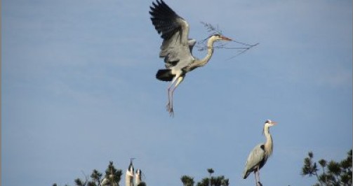 大批蒼鷺到洛南周灣村棲息