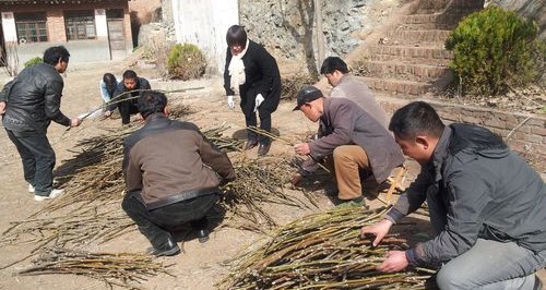 商州：核桃園里春來早