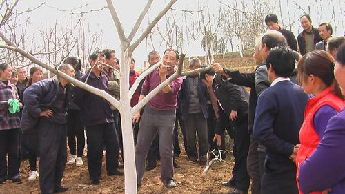 洛南核桃研究所專家為農(nóng)民現(xiàn)場講解科技知識