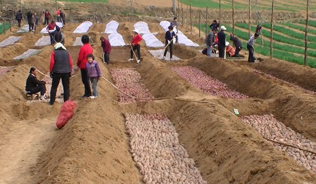 洛南：“協(xié)會(huì)+支部”帶動(dòng)紅薯產(chǎn)業(yè)發(fā)展