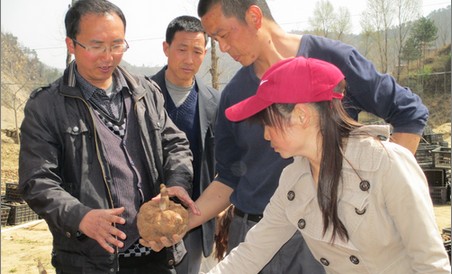 山陽(yáng)：金山村流轉(zhuǎn)60畝土地種魔芋