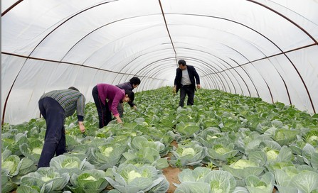 柞水曹坪鎮(zhèn)開(kāi)展核桃高接換優(yōu)工作