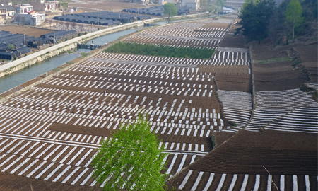 商州：牧護(hù)關(guān)推廣高產(chǎn)栽培技術(shù)