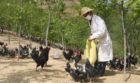 山陽大力發(fā)展林下立體生態(tài)養(yǎng)殖產(chǎn)業(yè)